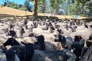 Gotland ewes for sale